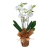 Phalaenopsis Online