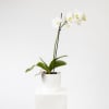 Phalaenopsis Orchid Online