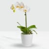 Phalaenopsis orchid in a pot. Online