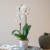 Phalaenopsis Premium Plant Online