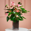 Pink Flamingo Flower in Vase Online