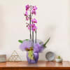 Pink Orchid Online