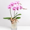 Pink Orchid in Vase with Flax Online