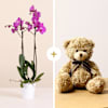 Pink Orchid with Teddy Bear Online