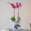 Pink Premium Orchid Online