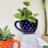 Gift Planter - Dotted Cup - Orange - Single Piece