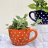 Planter - Dotted Cup - Single Piece Online