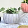 Shop Planter - Round - Glossy Design - Single Piece