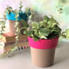 Planter - Two Toned - Round - Single Piece Online