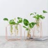 Planter Vase - Test Tube Shape - Set Of 3 Online