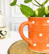 Gift Planter - Watering Can - Single Piece