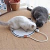 Buy Playful Cat Scratch Mat - Assorted - Single Piece