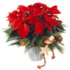 Poinsettia Online