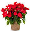 Poinsettia Online