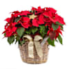 Poinsettia Online