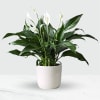 Potted Spathiphyllum Online