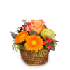 Pure Spring Online