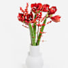 Red Amaryllis Dream Online