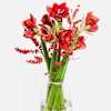 Red Amaryllis Dream Online