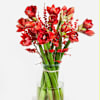 Red Amaryllis Dream Online