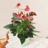 Red Anthurium Online