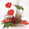 Red Anthurium ARR Online