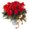 Red Poinsettia Online