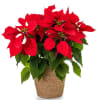 Red Poinsettia Online