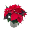 Red Poinsettia Online