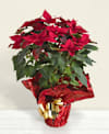 Red poinsettia Online