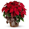 Red Poinsettia Online