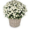 Rest in Peace-white chrysanthemum for the cemetery Online