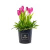 Rosatel Tulip Hatbox Online