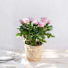 Rosier - Rosebush Online