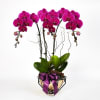 Royal prosperity Purple Phalaenopsis Online