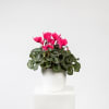 Seasonal Flowering Plant Online