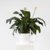 Seasonal Indoor Plant Online