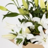 Seasonal Lily Bouquet Online