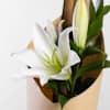 Gift Single Flower