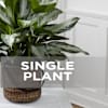 Single Plant Online