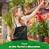 SINGLE PLANT Online