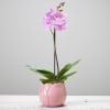 Single Plant Online