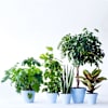 Single plant  florist's choice Online