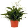 Spathiphyllum Online