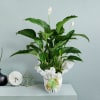 Spathiphyllum plant Online