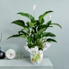 Spathiphyllum plant Online