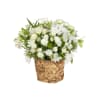 Sympathy Rose Basket Online