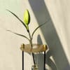 Buy Test Tube Planter - Bud Vase - Golden - Single Piece