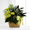 The FTD Loving Light Dishgarden Online