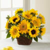 The FTD Perfect Sun Bouquet Online